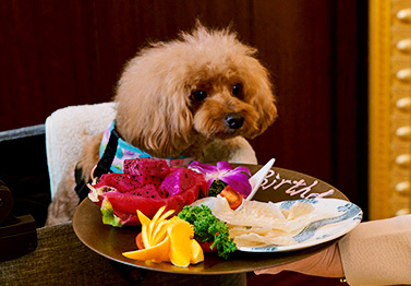 愛犬と食事シーン