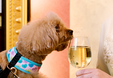 愛犬と食事シーン