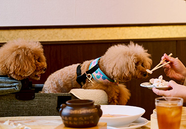 愛犬と食事シーン